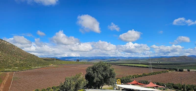 Vinos Dubacano photo 3