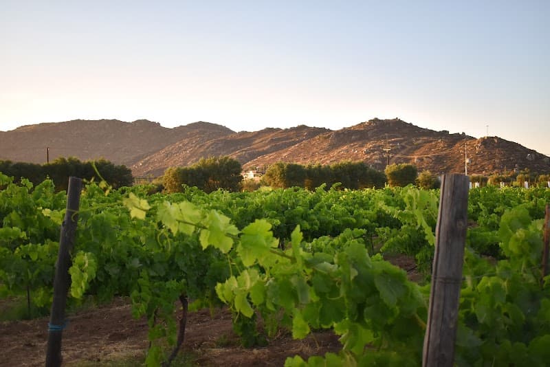 Vinos Fuentes photo 3
