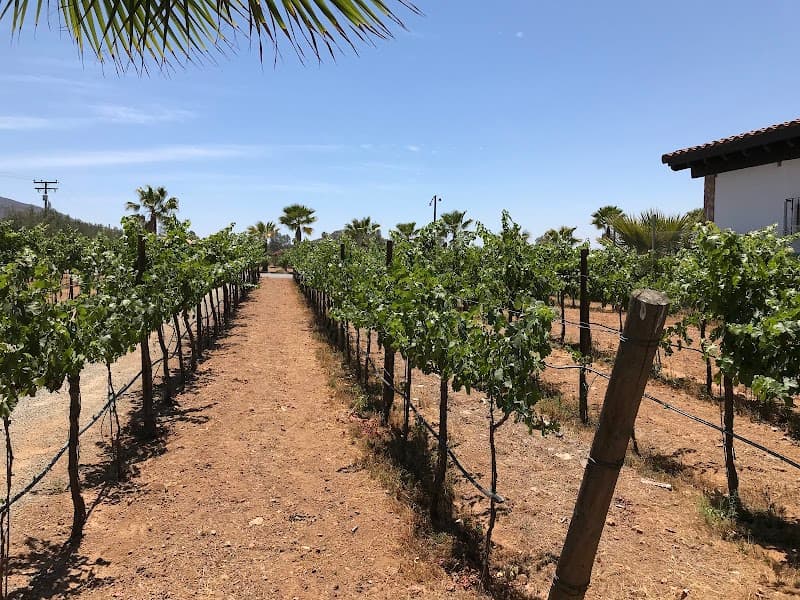 Vinos Lechuza photo 2