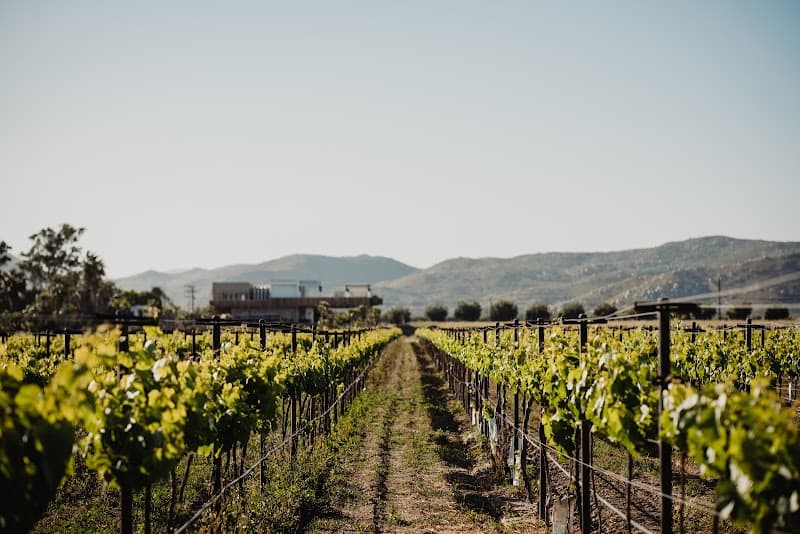 Xolo Wine photo 3