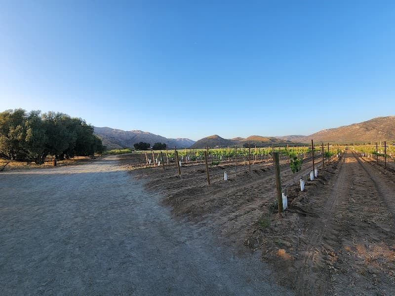 Bruma Wine Garden photo 3
