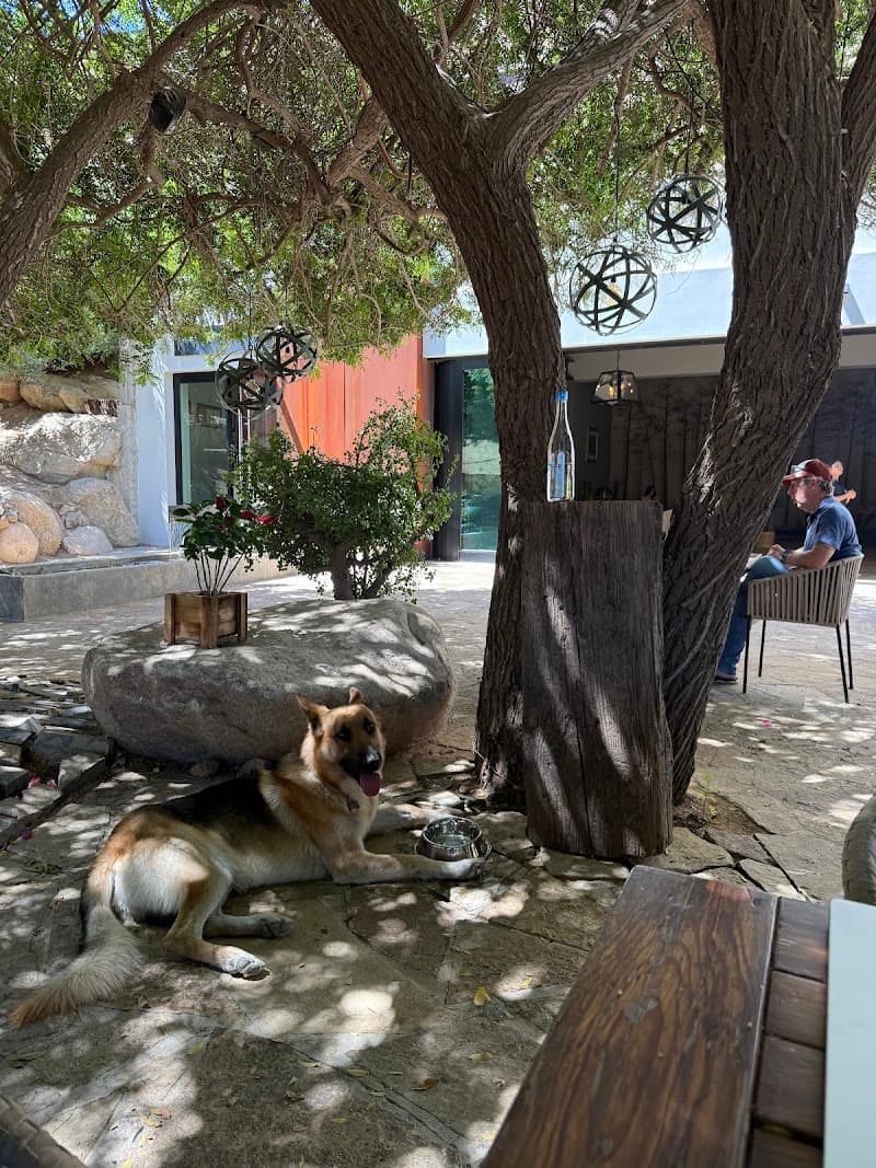 Damiana Restaurant photo 1