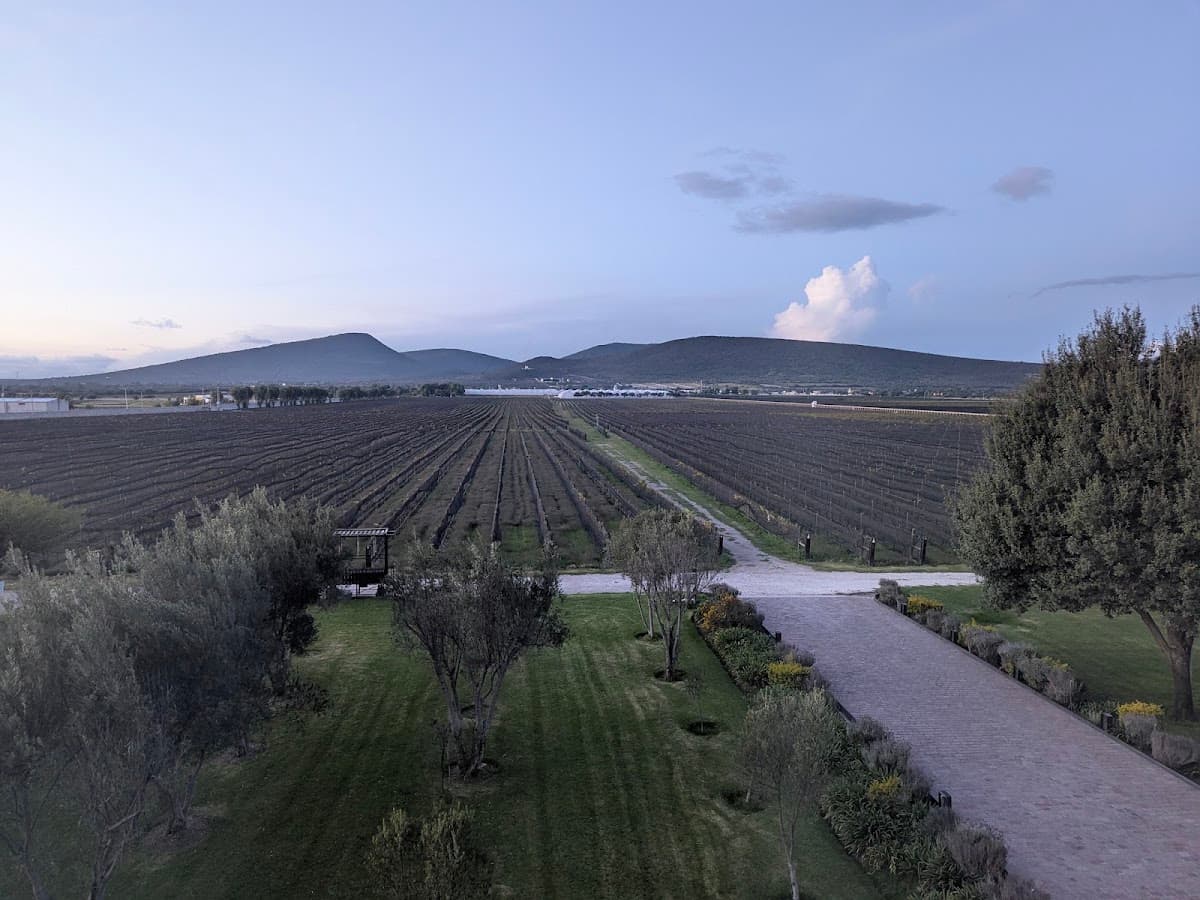 Viñedo De Cote photo 4