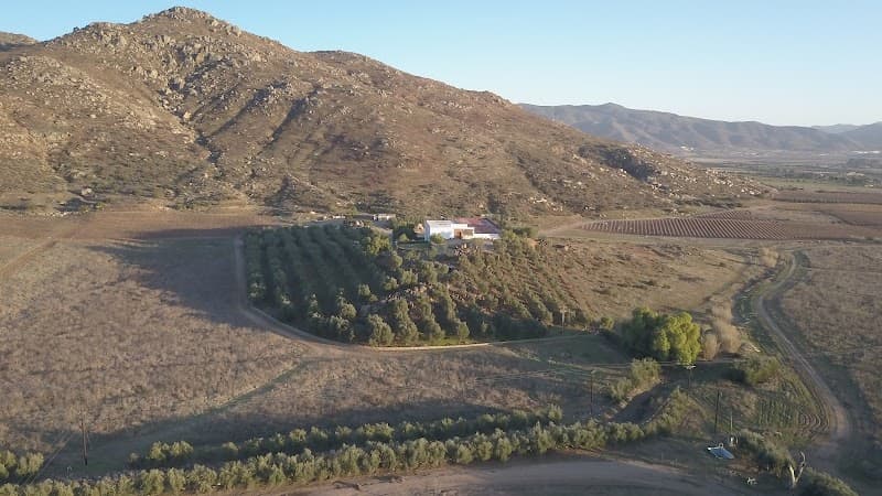 Vinícola Château Camou | Grandes Vinos Mexicanos Viñedo photo 4